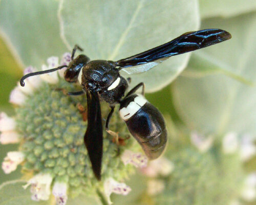 Hymenoptera_Vespidae_Potter wasp