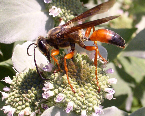 Hymenoptera_Sphecidae_Great Golden Digger Wasp