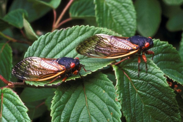 Homoptera_Cicadidae_Periodical cicada