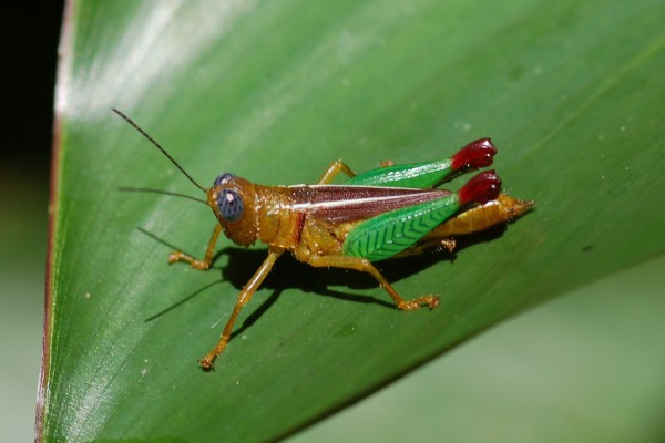 Orthoptera_Acrididae_Short-horned grasshopper