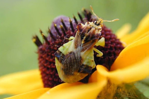 Hemiptera_Reduviidae_Ambush bug