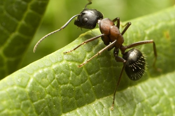 Hymenoptera_Formicidae_Ant