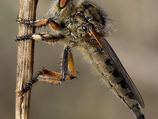 Diptera_Asilidae_Robber fly
