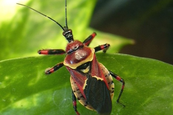 Hemiptera_Reduviidae_Bee Assassin