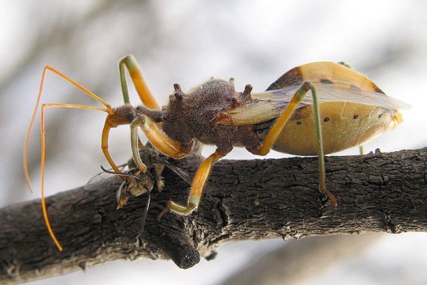 Hemiptera_Reduviidae_Assassin bug