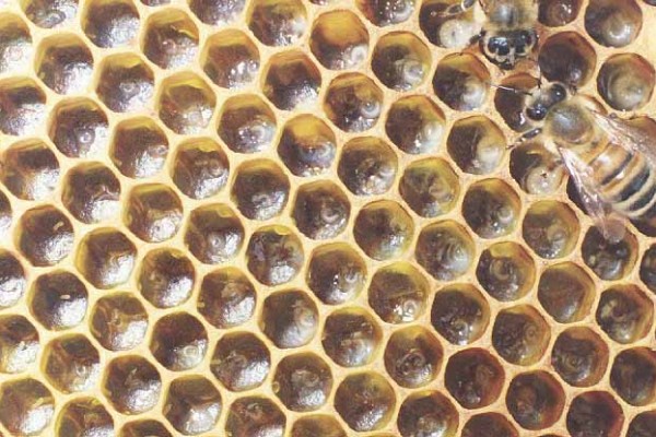Hymenoptera_Apidae_Honey bees and hive