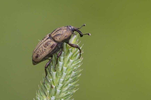 Coleoptera_Curculionidae_Billbug weevil