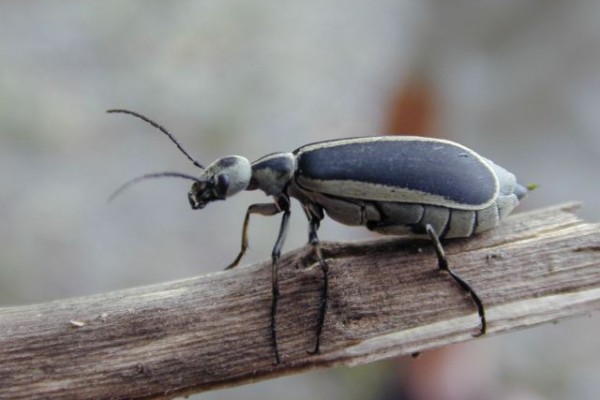 Coleoptera_Meloidae_Margined blister beetle