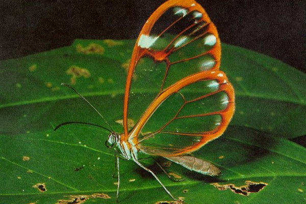 Lepidoptera_NymphalidaeGreta_Glasswing butterfly