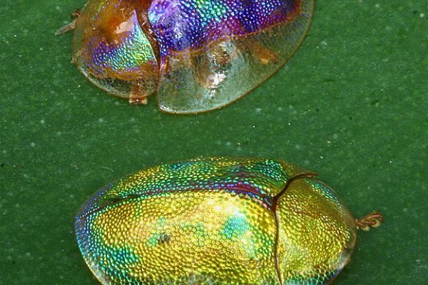 Coleoptera_Chrysomelidae_Golden tortoise beetles (females?)