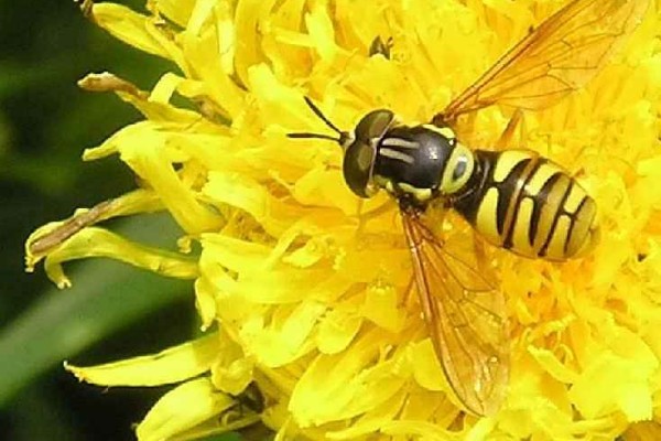 Diptera_Syrphidae_Hover fly