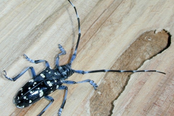 Coleoptera_Cerambycidae_Citrus longhorned beetle