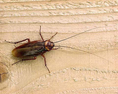 Blattodea_Blattidae_American cockroach