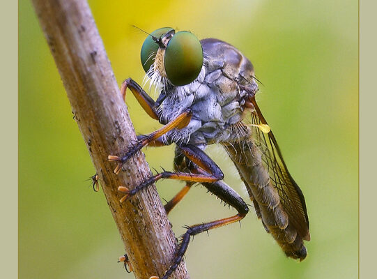 Diptera_Asilidae_Robber fly