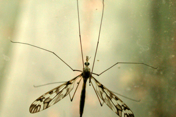 Diptera_Tipulidae_Crane fly