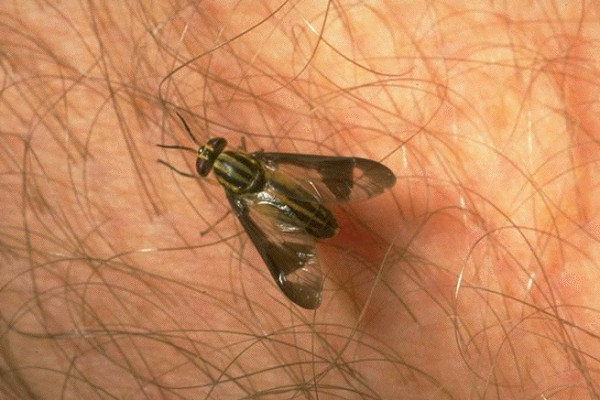 Diptera_Tabanidae_Deerfly