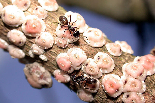 Hemiptera_Coccoidea_Ants tending wax scale insects