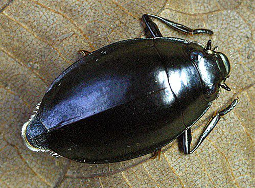Coleoptera_Gyrinidae_Whirlygig Beetle