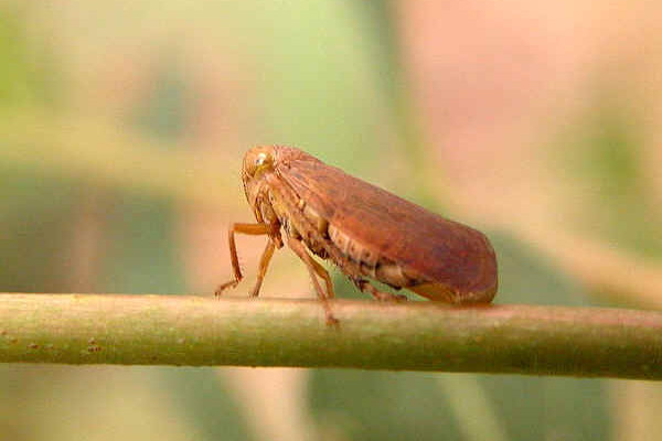 Homoptera_Cicadellidae_Brown Leafhopper