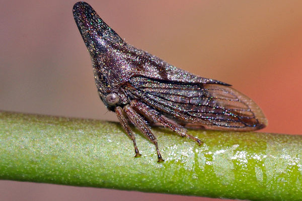Homoptera_Membracidae_Treehopper