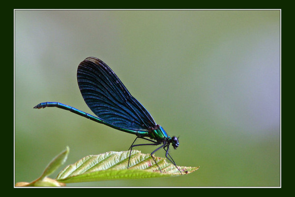 Odonata_Calopterygidae_Broad-winged Damselfly