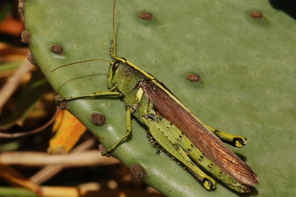 Orthoptera_Acrididae_Grasshopper