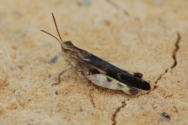 Orthoptera_Acrididae_Grasshopper