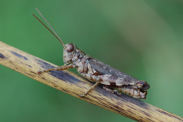 Orthoptera_Acrididae_Grasshopper