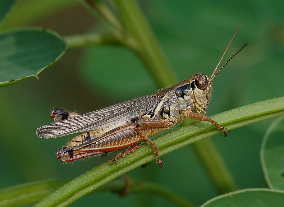 Отряд прямокрылые. Саранчовые (Acrididae). Семейство Acrididae. Orthoptera Acrididae. Личинки саранчёвого (Acrididae).