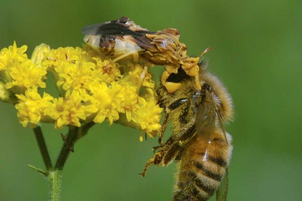 Heteroptera_Reduviidae_Ambush Bug