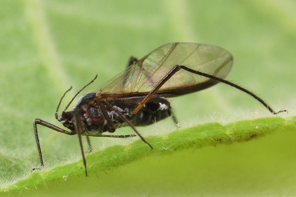 Hemiptera_Aphidoidea_Aphid