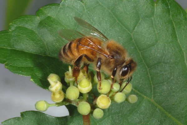 Hymenoptera_Apidae_Honey bee