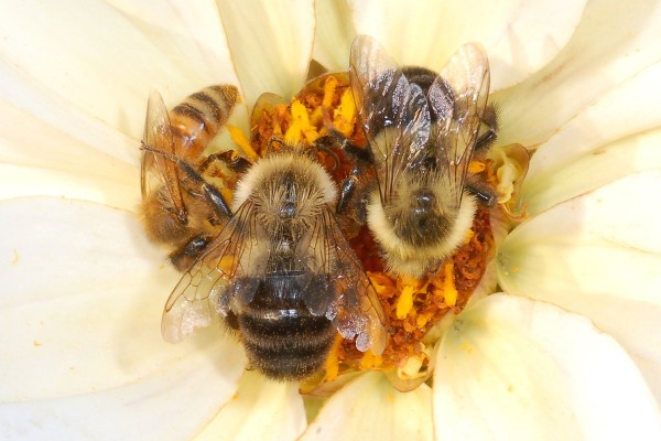 Hymenoptera_Apidae_Honey bees