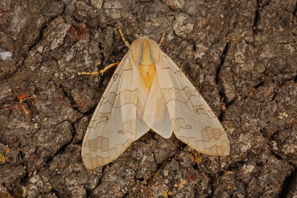 Lepidoptera_Arctiidae_Tiger moth