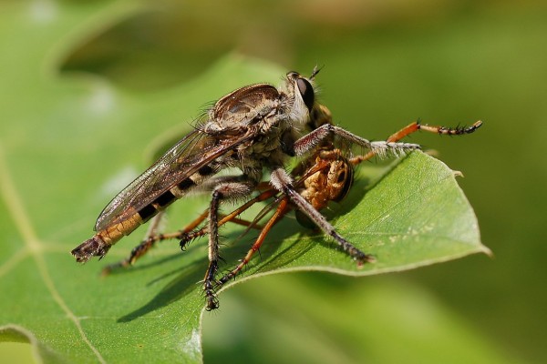 Robber fly with prey
