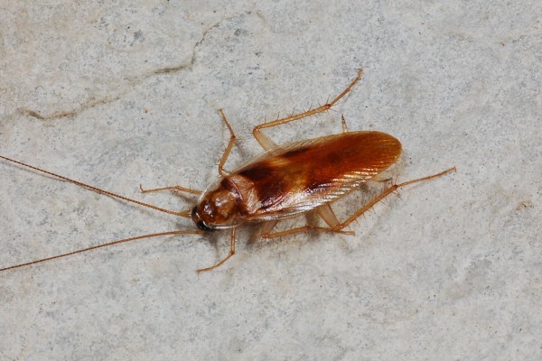 Blattodea_Blattellidae_Cockroach