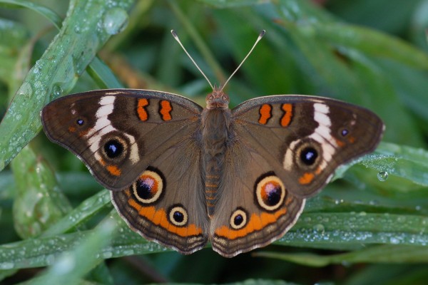Lepidoptera_Nymphalidae_Common Buckeye