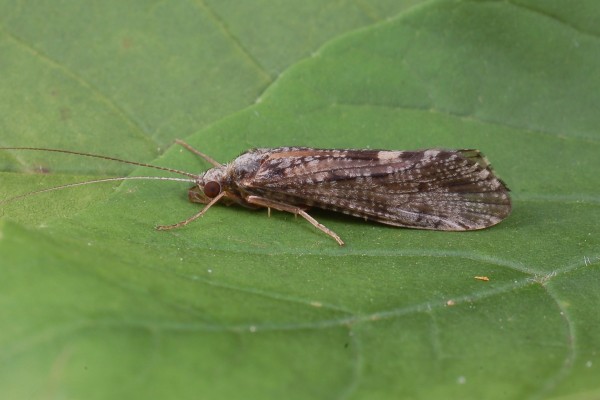 Trichoptera _Hydropsychidae_Caddisfly