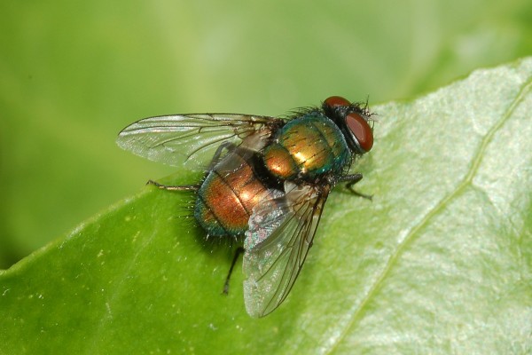 Diptera_Calliphoridae_Blow fly