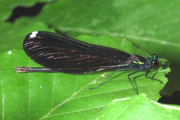 Odonata_Calopterygidae_Broad-winged damselfly