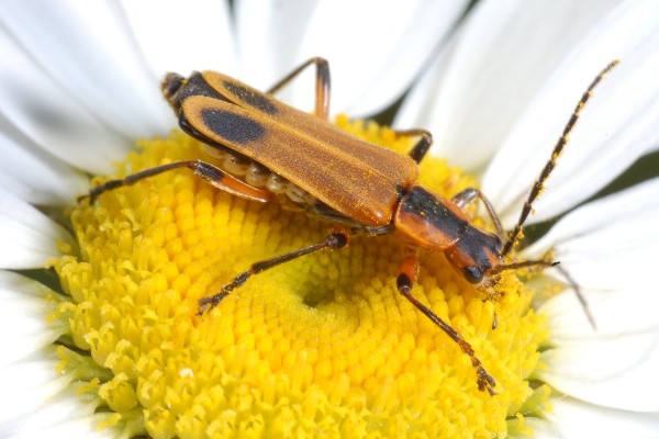Coleoptera_Cantharidae_Soldier beetle
