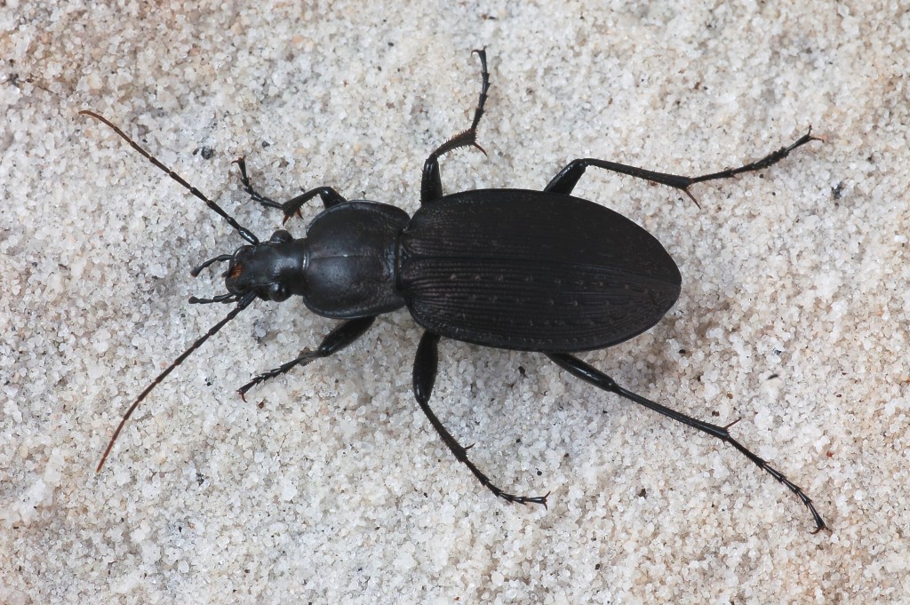 Cockroach vs Beetle