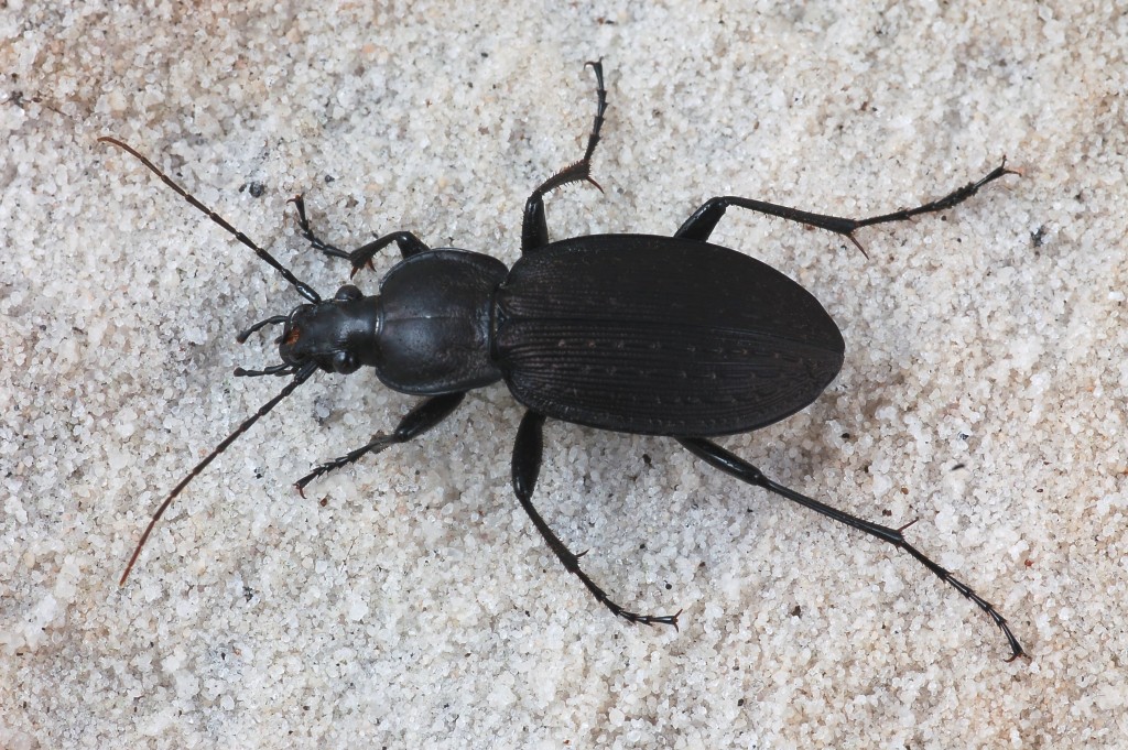 carabidae ground beetles