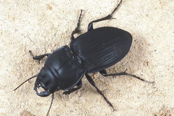 Coleoptera_Carabidae_Ground beetle