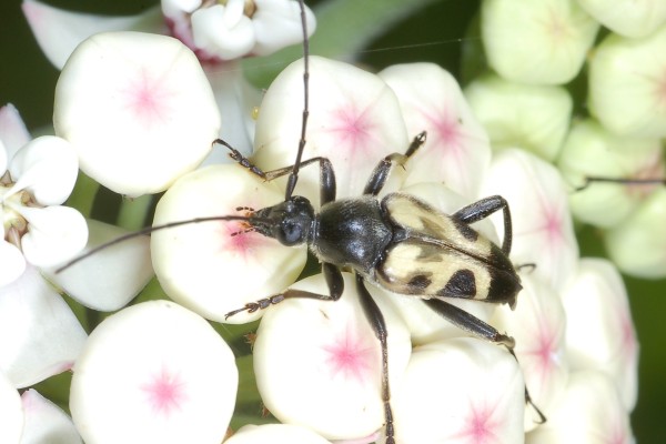Coleoptera_Cerambycidae_Longhorned beetle