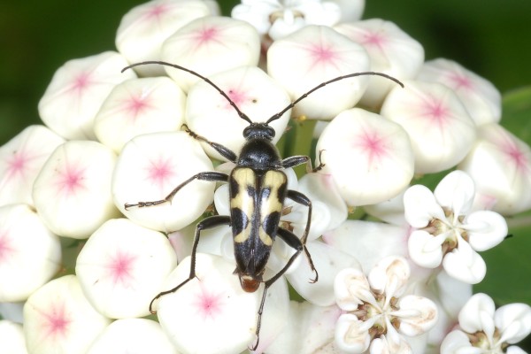 Coleoptera_Cerambycidae_Longhorned beetle