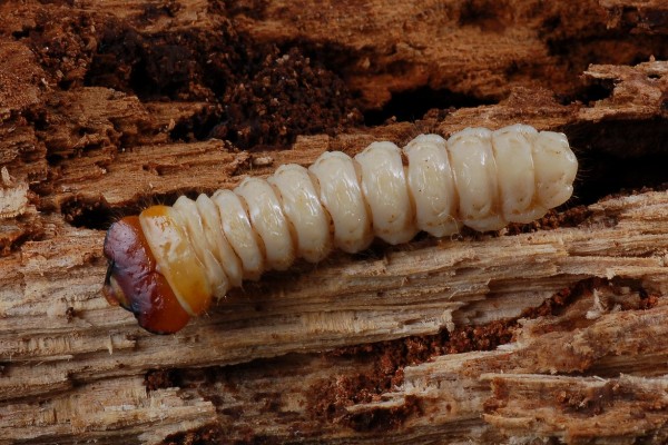 Coleoptera_Cerambycidae_Cerambycid larva