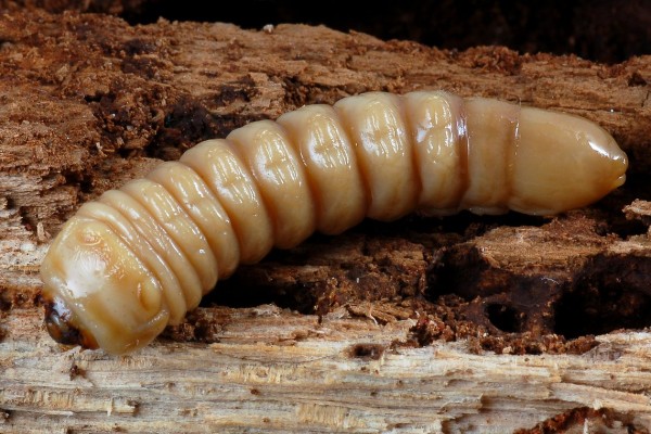 Coleoptera_Cerambycidae_Longhorned beetle larva