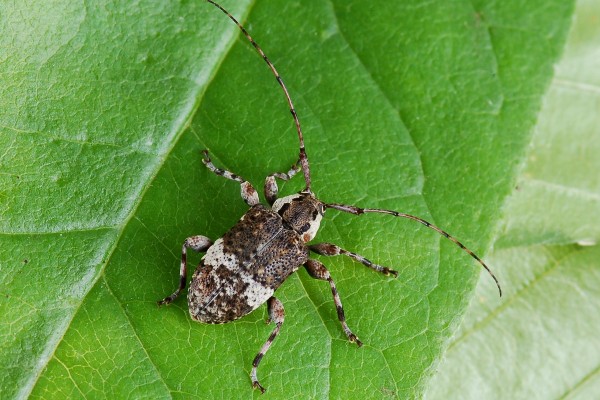 Coleoptera_Cerambycidae_Longhorned beetle