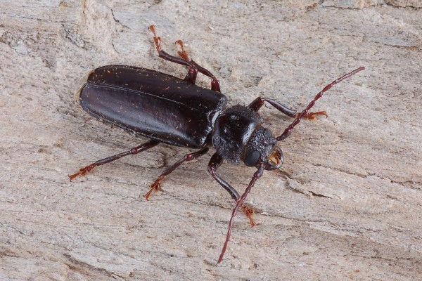 Coleoptera_Cerambycidae_Longhorned beetle